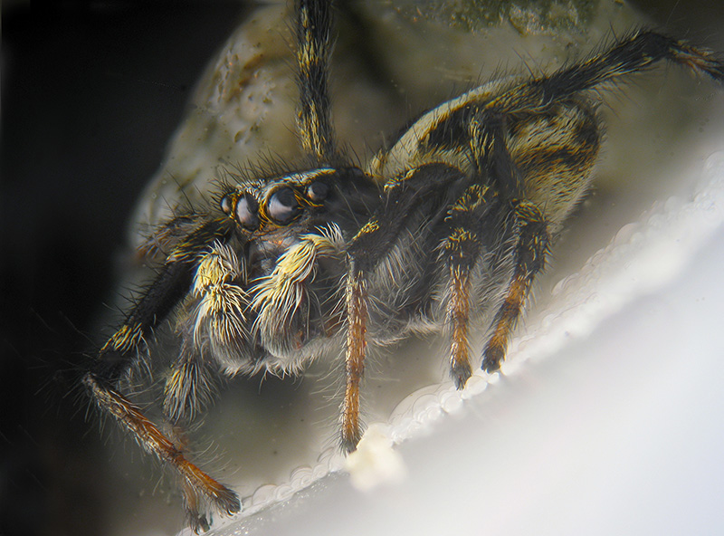 Pellenes sp.?  No, Sitticus longipes - Parco Veglia-Devero (VCO)